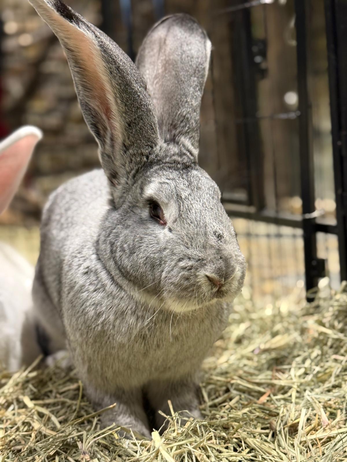 Flemish Giant Rabbit 😍