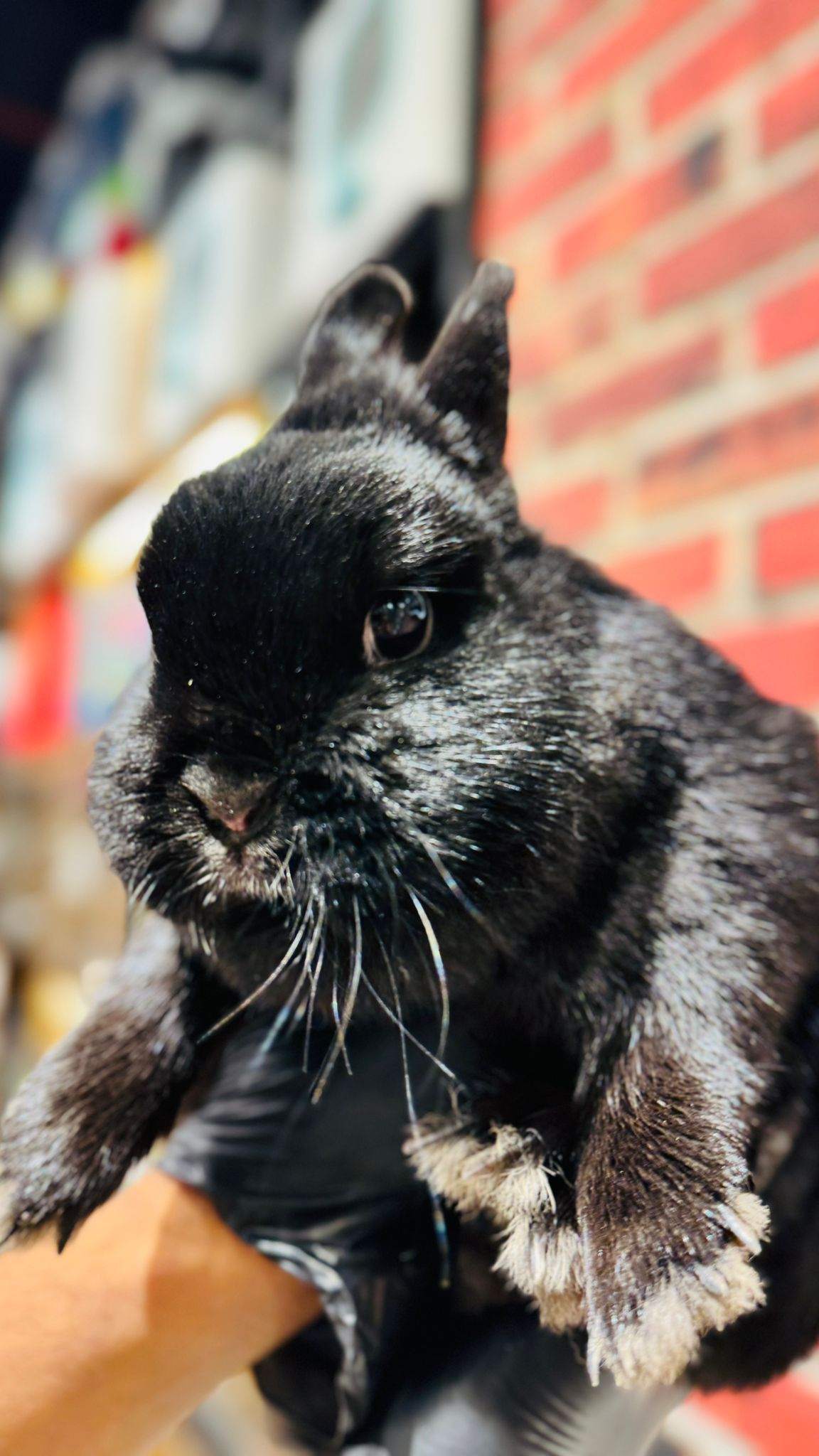 Netherland Pygmy Rabbit 😍