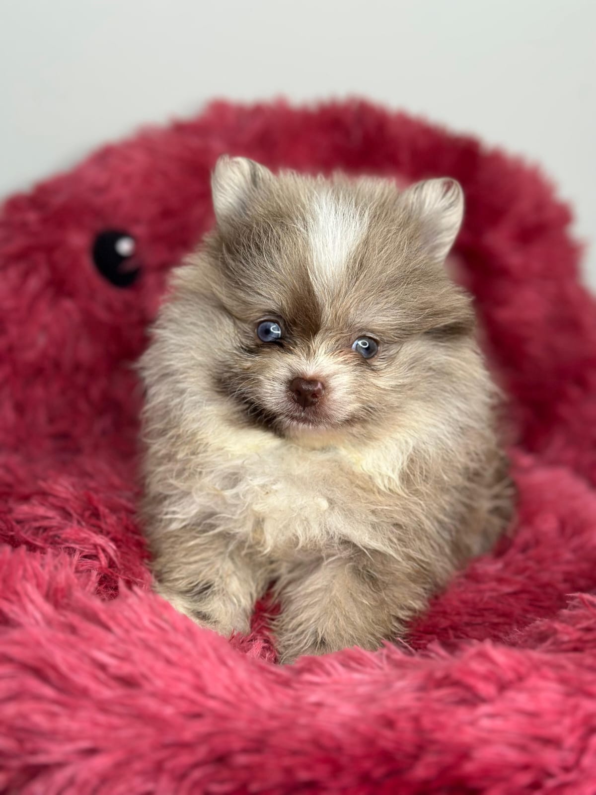 Merle Pomeranian 😍