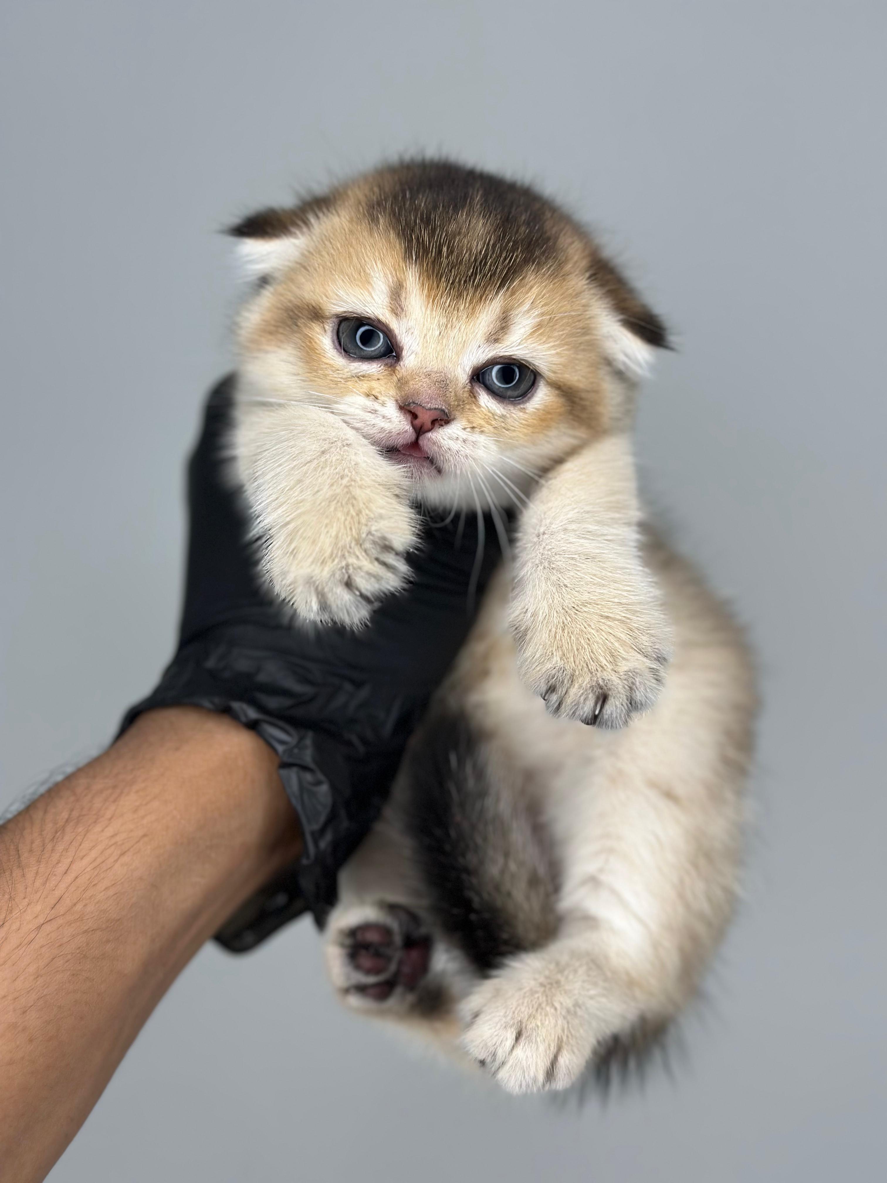 Scottish Chinchilla Double Fold  😍