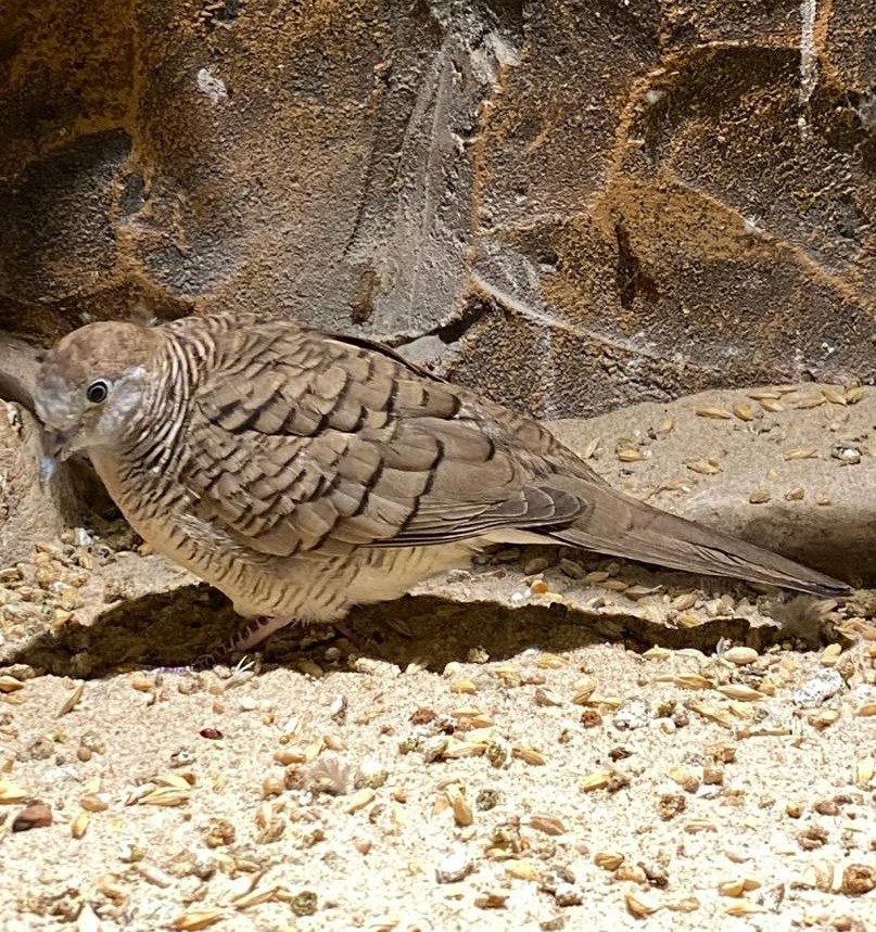 Zebra Dove 😍