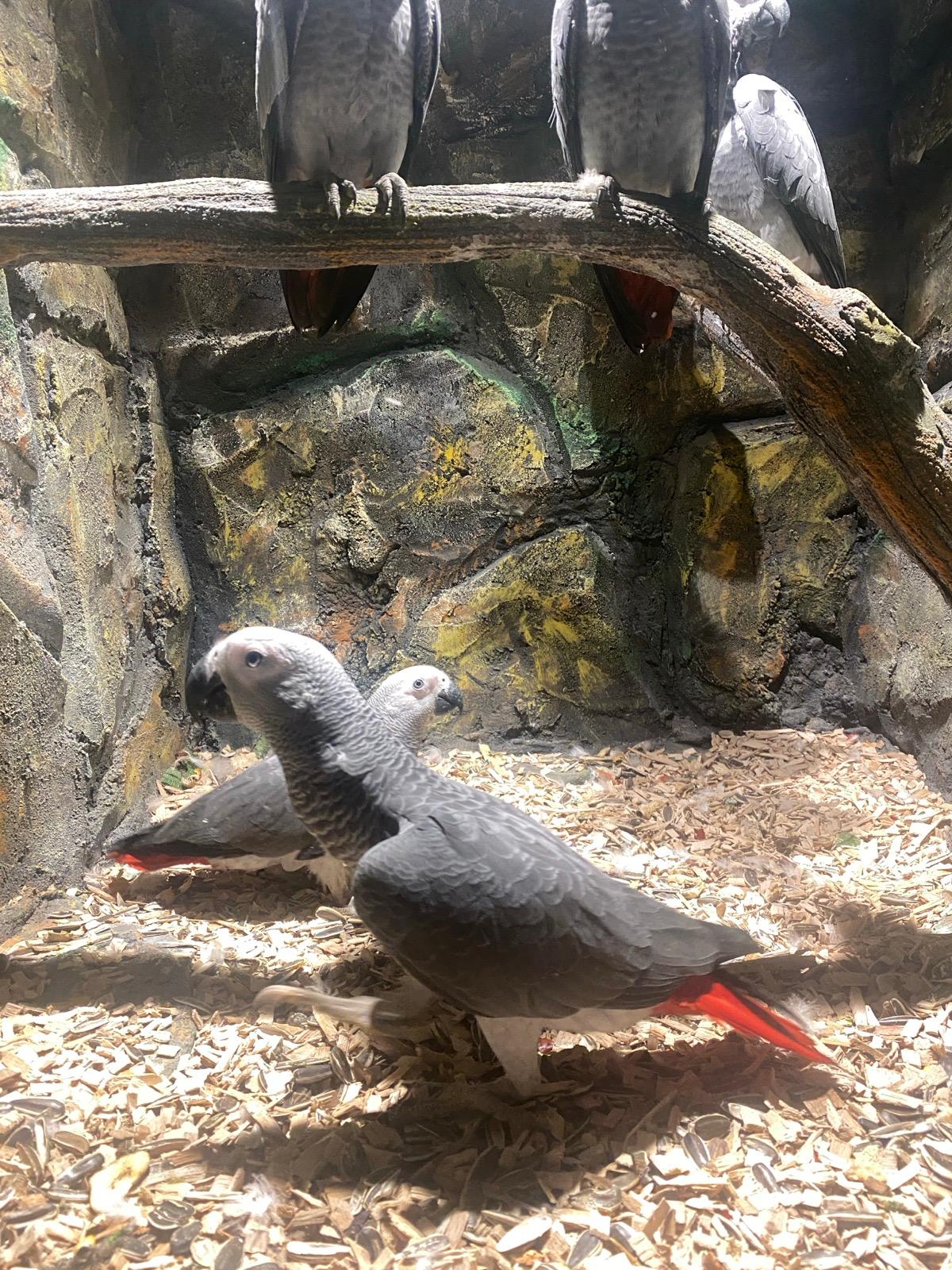 African Grey Kasko 😍