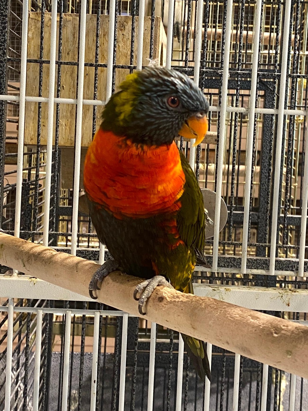 Olive Lorikeet 😍