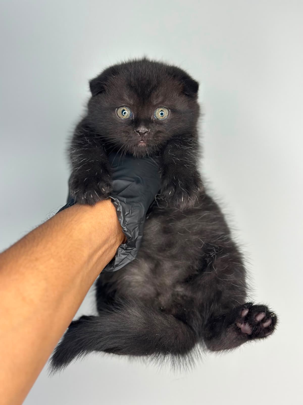 Scottish Fold 😍
