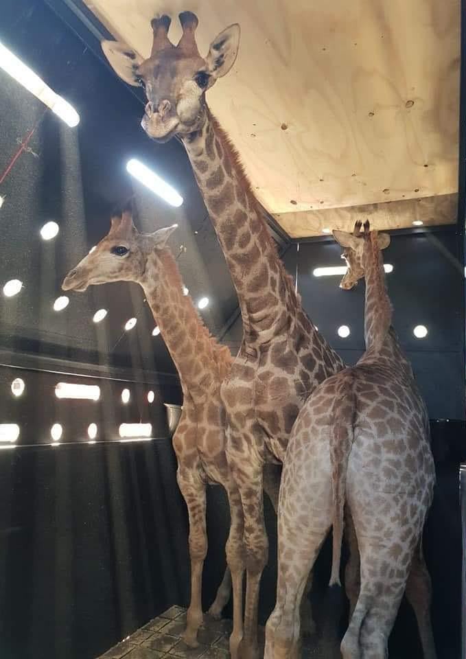 Giraffe 😍
