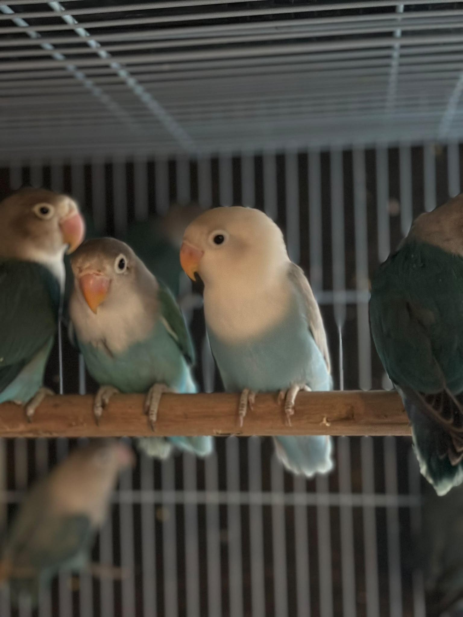 Blue Fisher Lovebird 😍