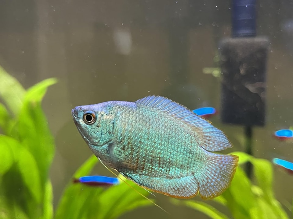 Dwarf Gourami 😍