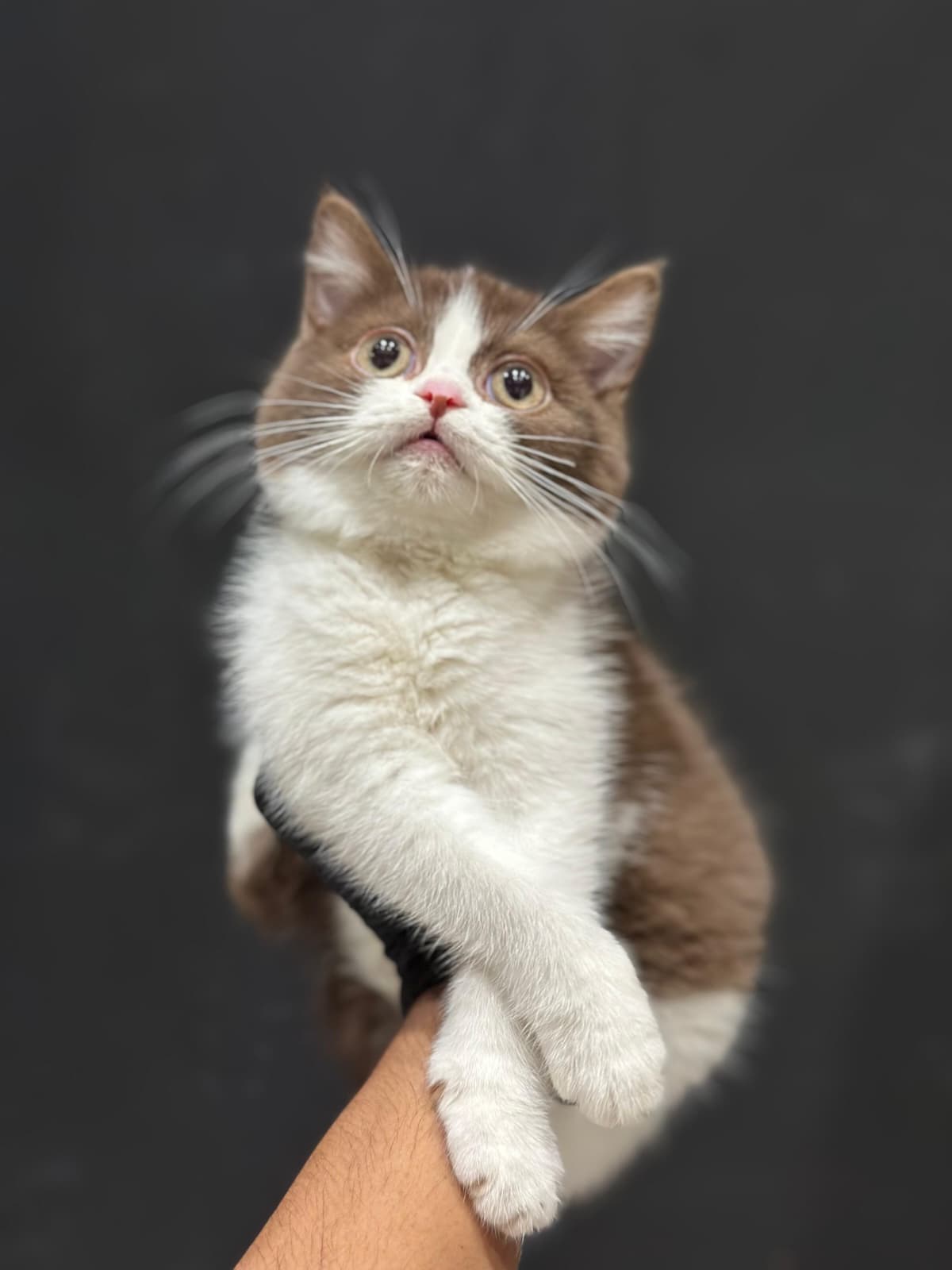 British Cinnamon 😍