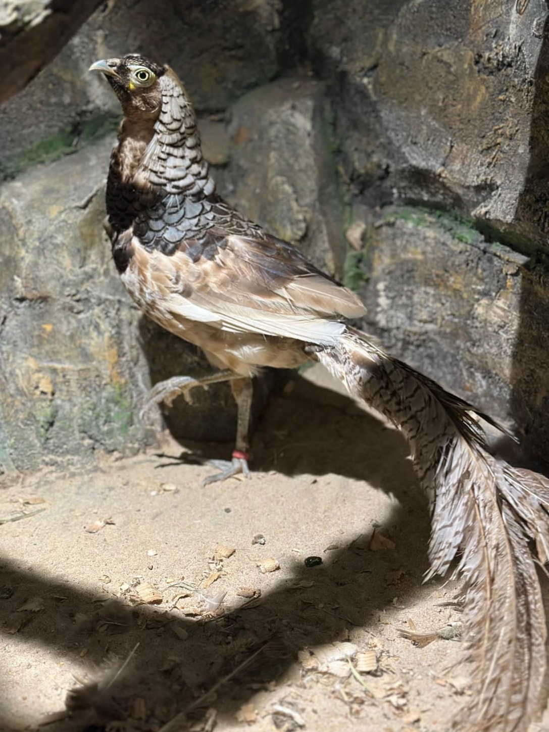 Mutated Lady Amherst's Pheasant 😍
