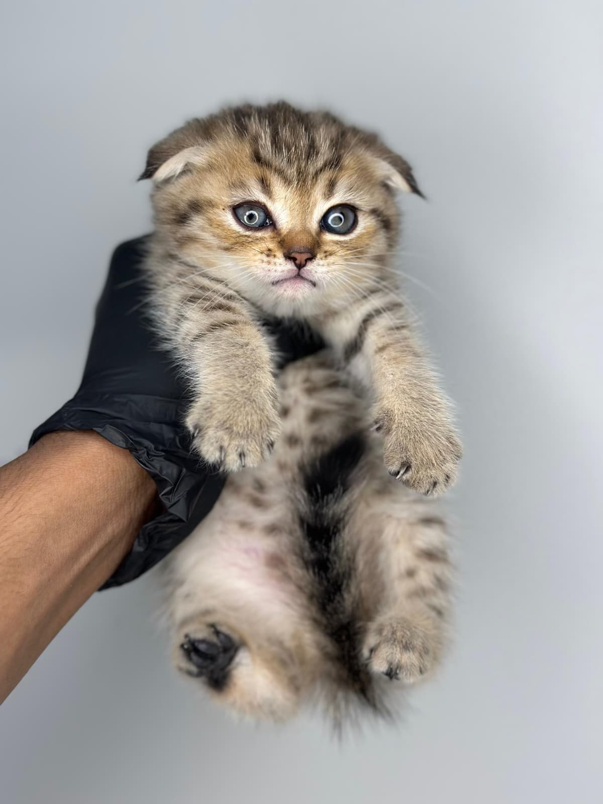 Scottish Fold 😍
