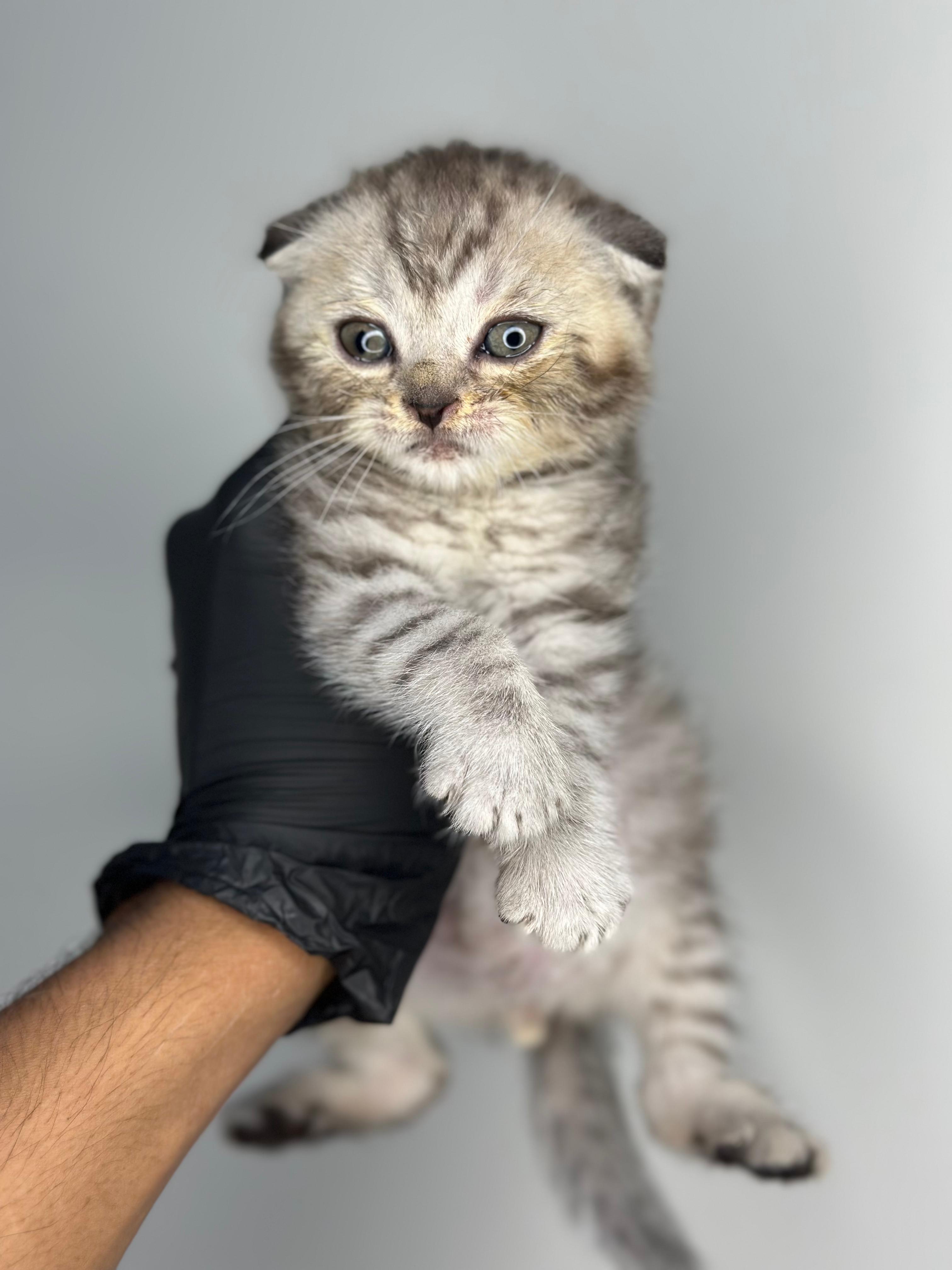 Scottish Fold 😍