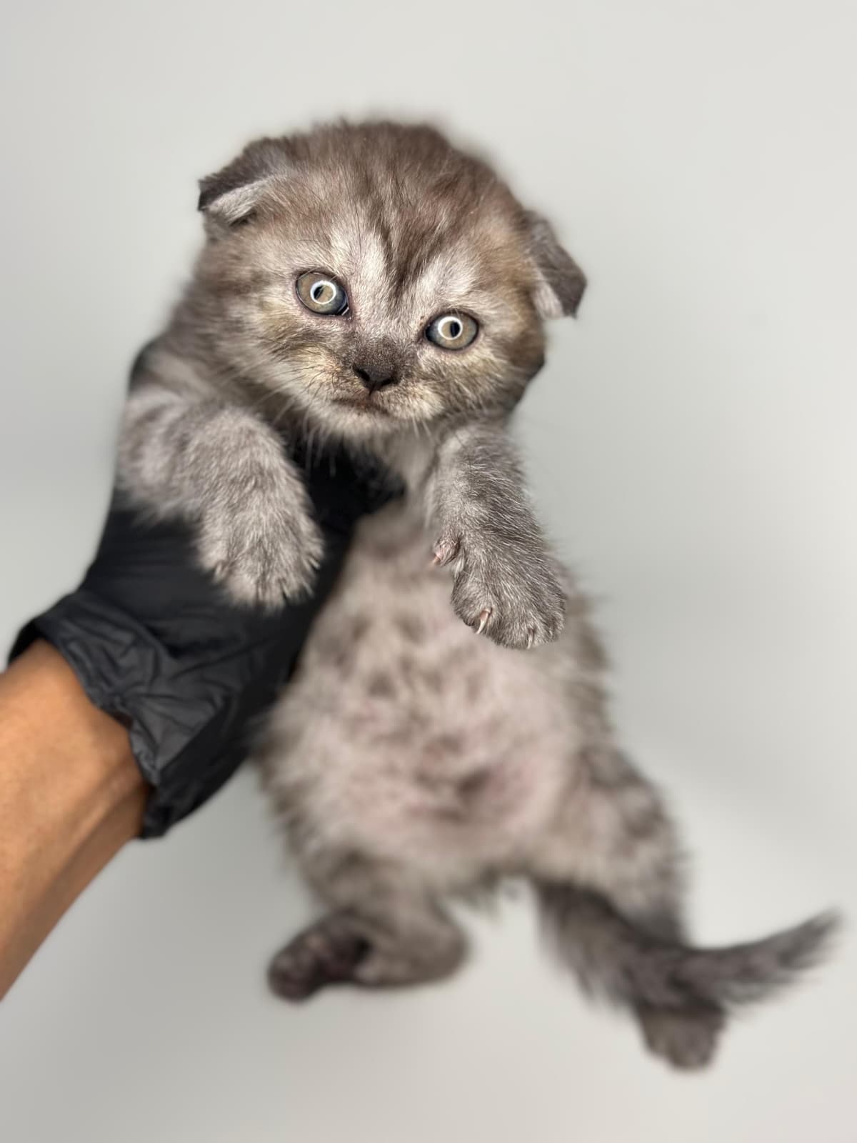 Scottish Fold 😍