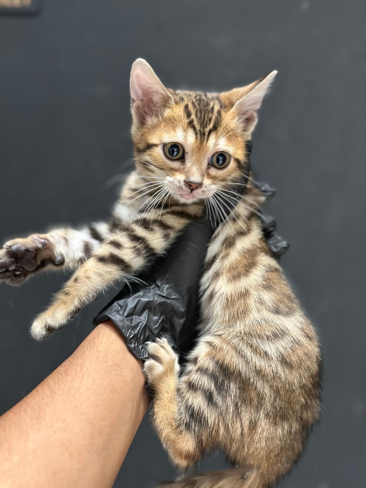 Bengal 😍