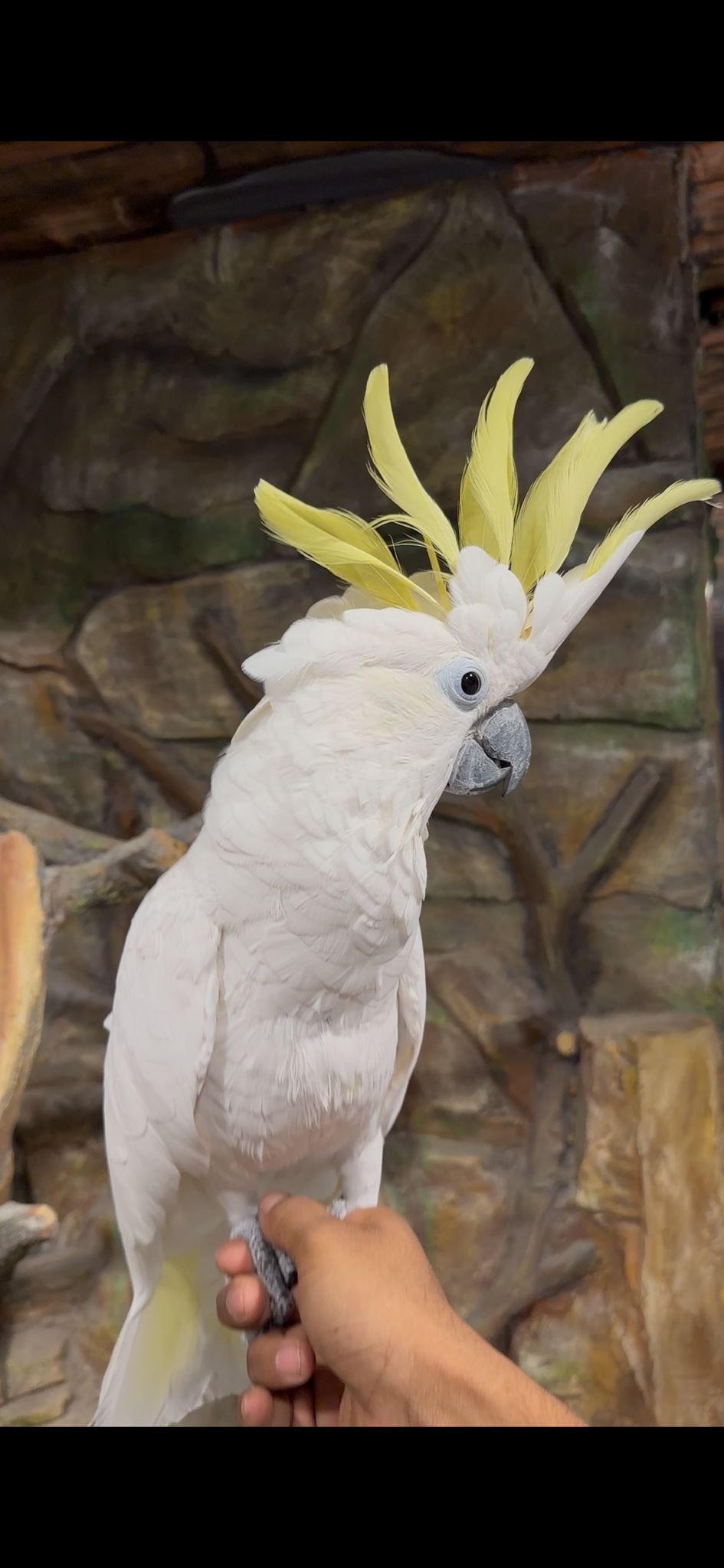 Triton Cockatoo 😍