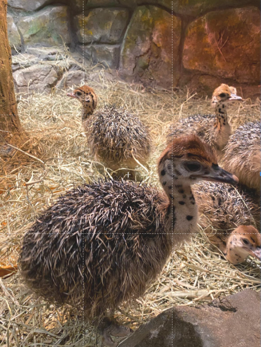 Baby Ostrich 😍